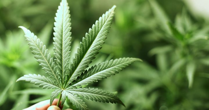Entrée en vigueur de la réglementation sur la production et la vente de cannabis à Laval