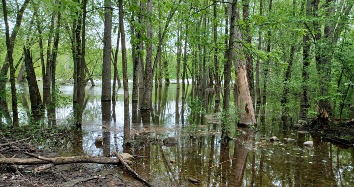 Laval – Laval s’engage à restaurer ou créer 15 ha de milieux humides et hydriques d’ici 2032