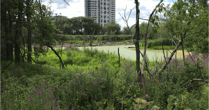 Laval acquiert 2 lots pour protéger des milieux humides de la destruction